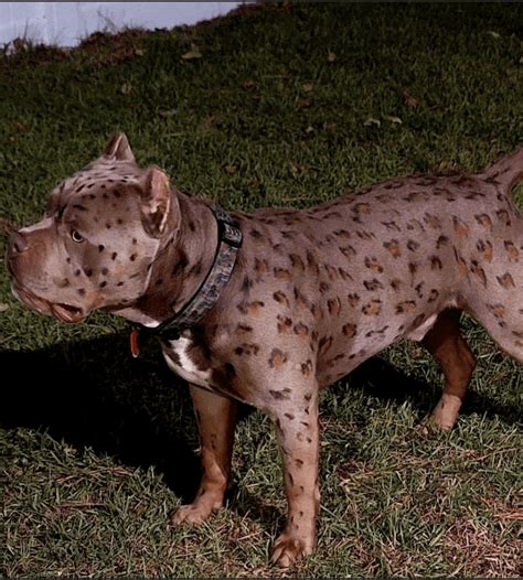 pitbull with leopard spots.